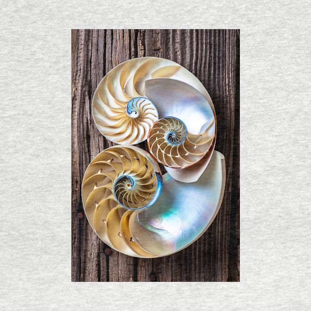 Three chambered nautilus by photogarry